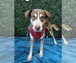 ALLEN - Male Siberian Husky-Unknown Mix Dog for Adoption - Small photo