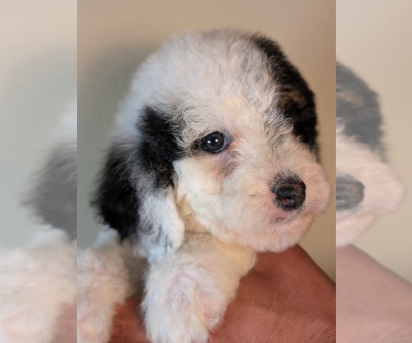 Medium Photo #20 Bernedoodle-Cavapoo (Miniature) Mix Puppy For Sale in SACRAMENTO, CA, USA