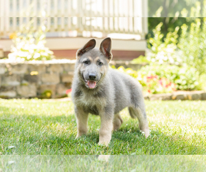 German Shepherd Dog Puppy for sale in GOSHEN, IN, USA