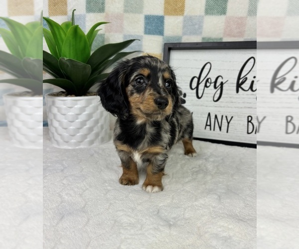 Medium Photo #4 Dachshund Puppy For Sale in FRANKLIN, IN, USA