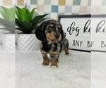 Small #3 Dachshund