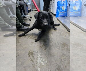 Cherry - Female Rottweiler-Siberian Husky Mix Dog for Adoption - Photo #2