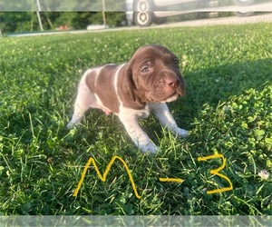 German Shorthaired Pointer Litter for sale in BATESVILLE, IN, USA