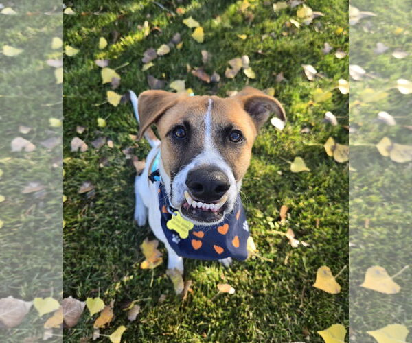 Medium Photo #1 Mutt Puppy For Sale in Sandy, UT, USA