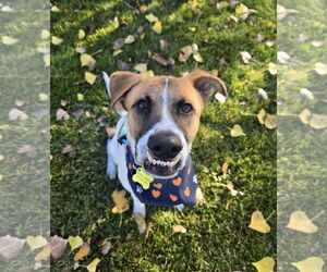 Mutt Dogs for adoption in Sandy, UT, USA