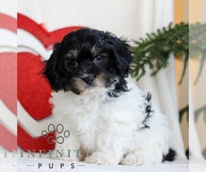 Cavachon Puppy for sale in GORDONVILLE, PA, USA