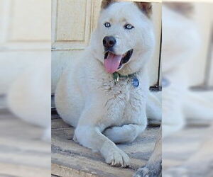 Nikes - Male Siberian Husky Dog for Adoption - Photo #2