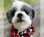 Small #7 Shih Tzu