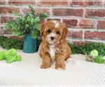 Small #3 Cavapoo (Miniature)