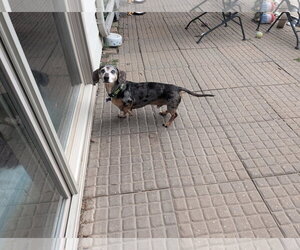 Arnie - Male Dachshund Dog for Adoption - Photo #3