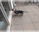 Small Photo #3 Dachshund Puppy For Sale in Sioux Falls, SD, USA