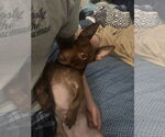 Small #5 Chiweenie