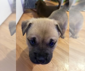 Medium Pug-Siberian Husky Mix