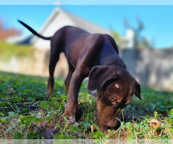 Medium Photo #1 Mutt Puppy For Sale in Raleigh, NC, USA