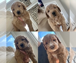 Goldendoodle Puppy for sale in LAWRENCEBURG, IN, USA