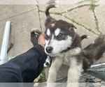 Small #11 Alaskan Malamute