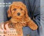 Small #1 Goldendoodle (Miniature)