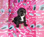 Small #2 Morkie