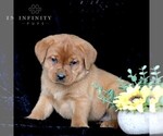 Small Photo #4 Labrador Retriever Puppy For Sale in GAP, PA, USA