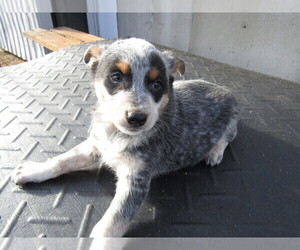 Australian Cattle Dog Puppy for sale in JACKSON, MI, USA