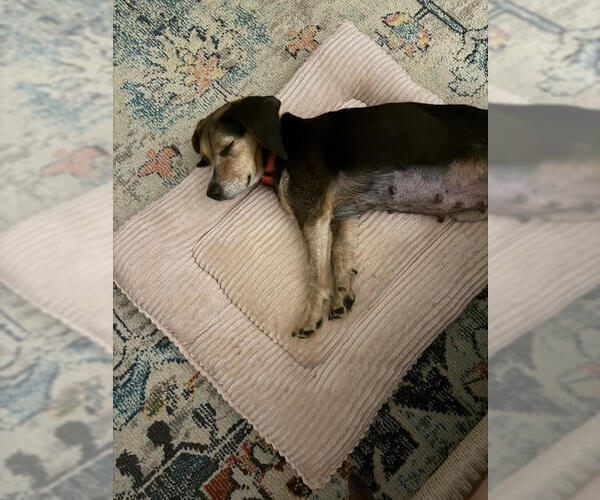 Medium Photo #3 Beagle Puppy For Sale in Candler, NC, USA