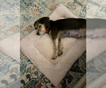 Small #2 Beagle