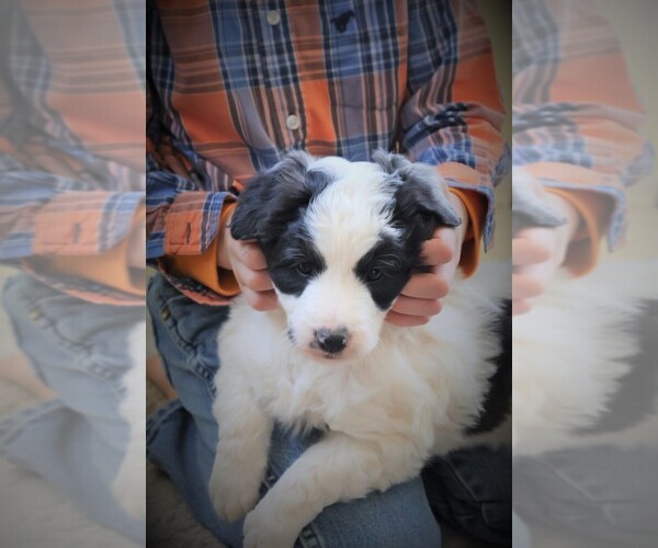 Medium Photo #3 Bordoodle Puppy For Sale in OLATHE, CO, USA