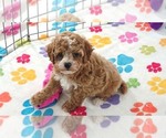 Small #5 Cavapoo (Miniature)-Poodle (Toy) Mix
