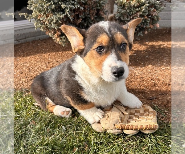 Medium Photo #5 Pembroke Welsh Corgi Puppy For Sale in MIDDLEBURY, IN, USA