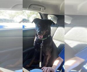 Labrottie Dogs for adoption in San Antonio, TX, USA