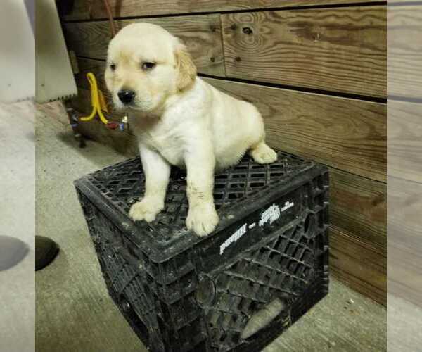 Medium Photo #2 Golden Retriever Puppy For Sale in NORWOOD, MO, USA