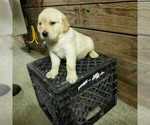 Small Photo #2 Golden Retriever Puppy For Sale in NORWOOD, MO, USA