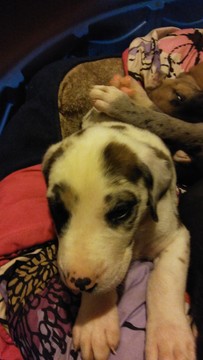 Medium Photo #1 Great Dane Puppy For Sale in HOWARD CITY, MI, USA