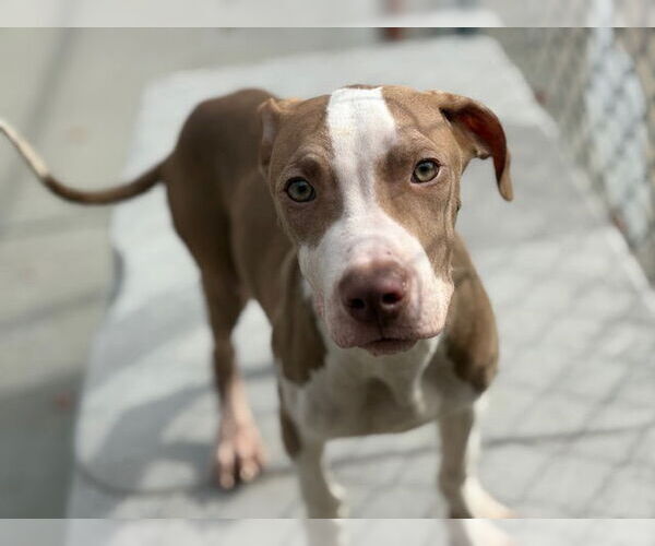 Medium Photo #1 Mutt Puppy For Sale in Tulsa, OK, USA