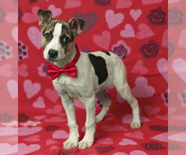 Medium Photo #6 Mutt Puppy For Sale in Talladega, AL, USA