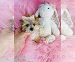 Small #16 Yorkshire Terrier