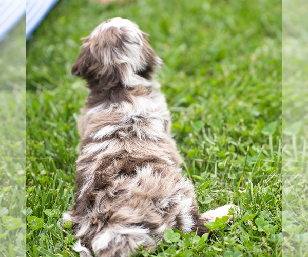 Medium Photo #14 Bernedoodle Puppy For Sale in FREDERICKSBURG, OH, USA
