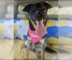 Small #7 German Shepherd Dog Mix