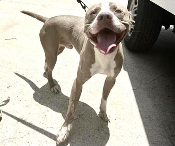 Medium Photo #1 Mutt Puppy For Sale in Houston, TX, USA
