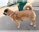 Small #2 Anatolian Shepherd Mix
