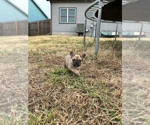 French Bulldog Puppy for Sale in OTTAWA, Kansas USA