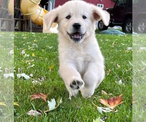 Golden Retriever Puppy for sale in MINERVA, OH, USA