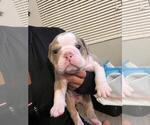 Small Photo #3 English Bulldog Puppy For Sale in TRABUCO CANYON, CA, USA