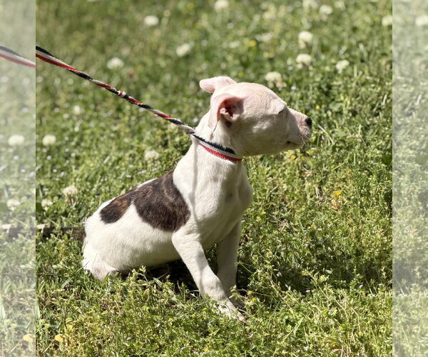 Medium Photo #3 Boxer-Unknown Mix Puppy For Sale in Yardley, PA, USA