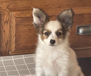 Papillon Puppy for sale in SILVER LAKE, KS, USA
