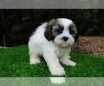 Puppy 5 ShihPoo