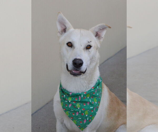 Medium Photo #1 Siberian Husky-Unknown Mix Puppy For Sale in McKinney, TX, USA