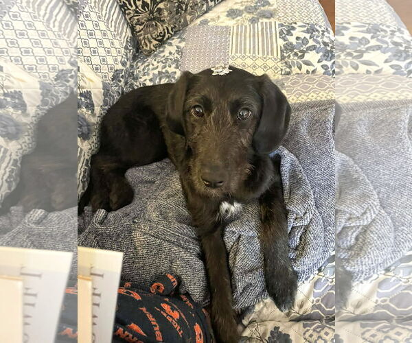 Medium Photo #2 Doxiepoo (Standard) Puppy For Sale in MECHANICSBURG, PA, USA