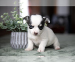 Puppy 6 Chihuahua