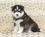 Image preview for Ad Listing. Nickname: Charlie